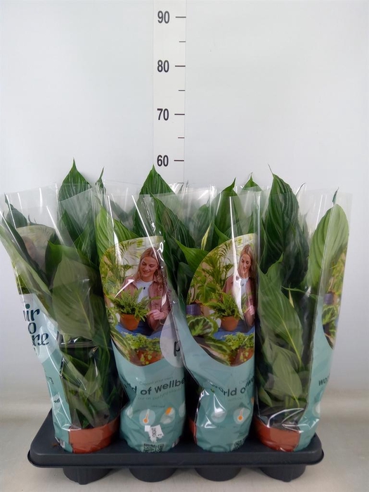 <h4>Spathiphyllum  'Pico Cupido'</h4>