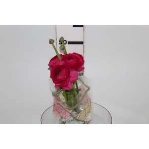 RANUN. ELEGANCE PINK PINK