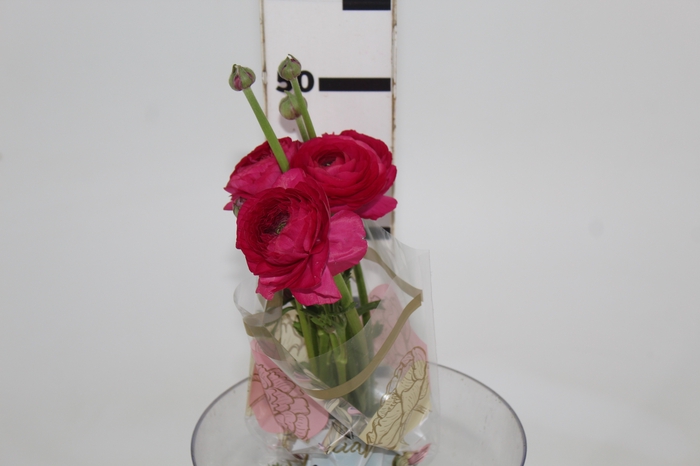 <h4>RANUN. ELEGANCE PINK PINK</h4>
