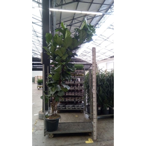Ficus lyrata