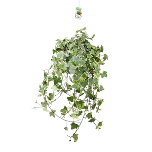 Hedera helix Gold Child - hang/XXL