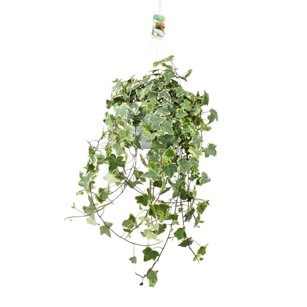 <h4>Hedera helix Gold Child - hang/XXL</h4>