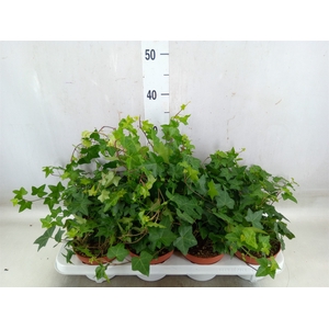 Hedera   ...green leafed
