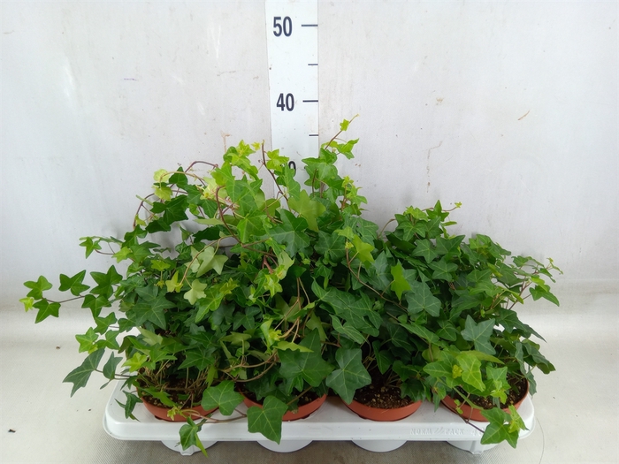 <h4>Hedera   ...green leafed</h4>