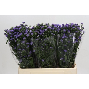 AST ASTEE M BABY BLU