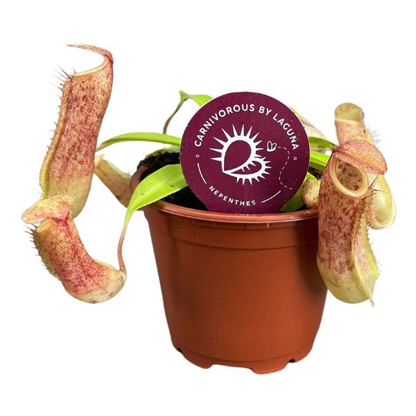 <h4>Nepenthes Linda 8,5 cm</h4>