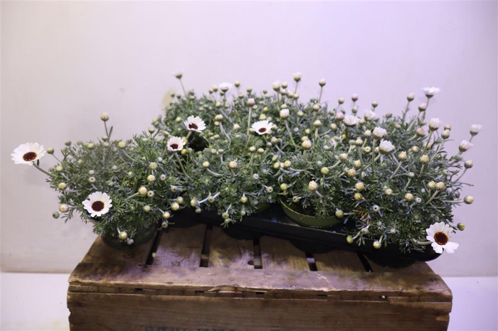 <h4>Rhodan Casablanca</h4>