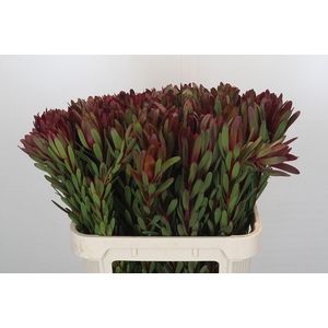 Leucadendron Safari Sunset