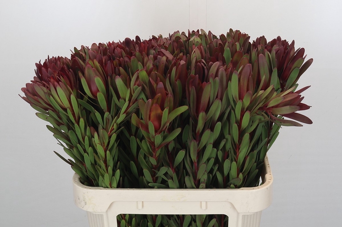 Leucadendron Safari Sunset