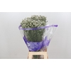 Limonium White Diamond