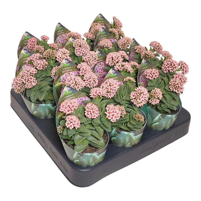 <h4>CRASS SPRINGTIME</h4>