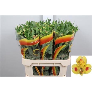 Alstroemeria  'Bali'