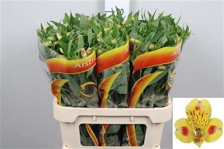 <h4>Alstroemeria  'Bali'</h4>