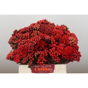 Kaaps Groen Red Brunia Medium