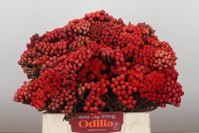 <h4>Kaaps Groen Red Brunia Medium</h4>