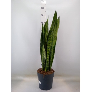 Sansevieria zeylanica