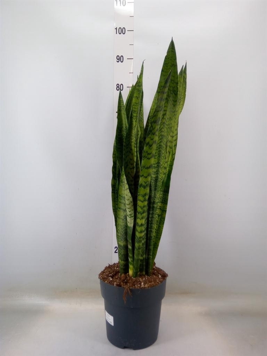 <h4>Sansevieria zeylanica</h4>
