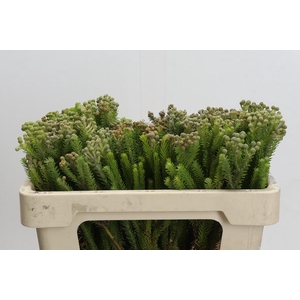 Kaaps Groen Palaecea