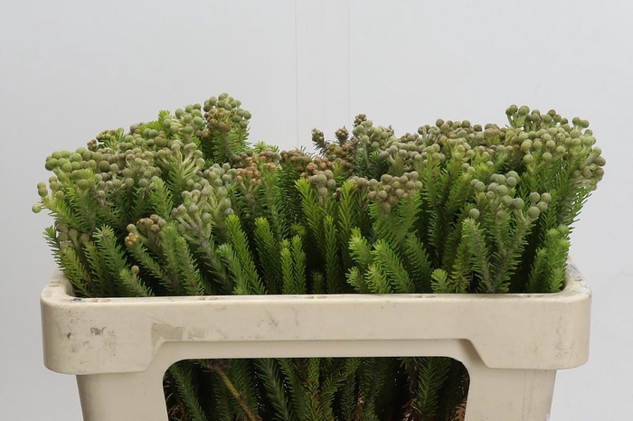 <h4>Kaaps Groen Palaecea</h4>