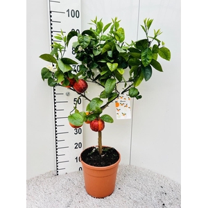 Citrus sinensis Arcobal on stem