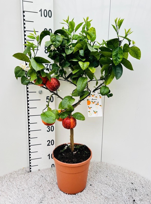 <h4>Citrus sinensis Arcobal on stem</h4>