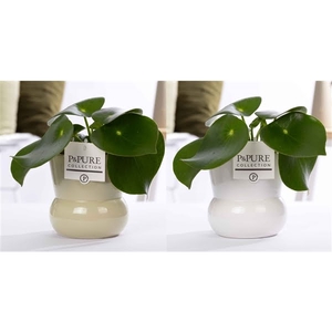 Peperomia Raindrop in P&PURE Plant Vase Maxima ass. 2