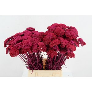 DF Achillea Paint Bs Cerise