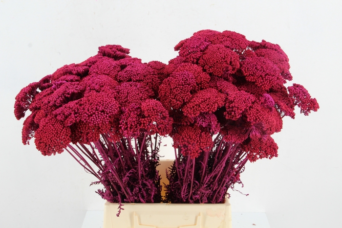 <h4>DF Achillea Paint Bs Cerise</h4>