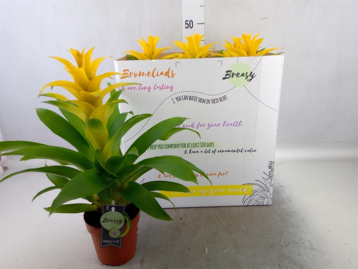 Guzmania  'Diana'