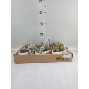 Cactus   ...mix