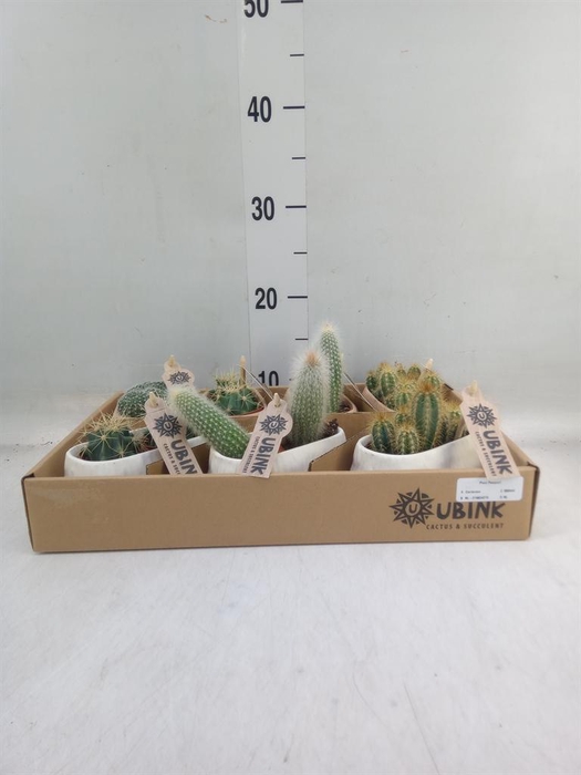 <h4>Cactus ...mix</h4>