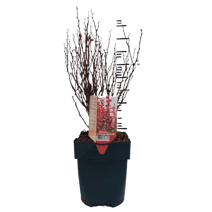 <h4>Berberis thunbergii 'Orange Rocket'® P17</h4>