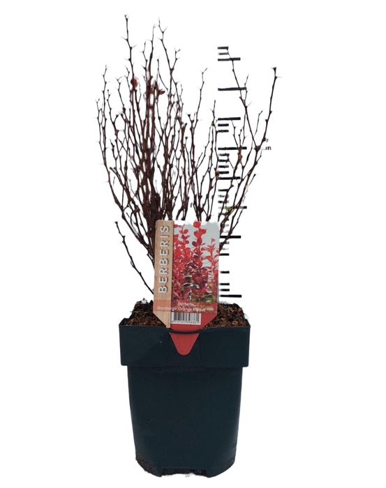 Berberis thunbergii 'Orange Rocket'® P17