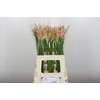 Nerine Vesta K