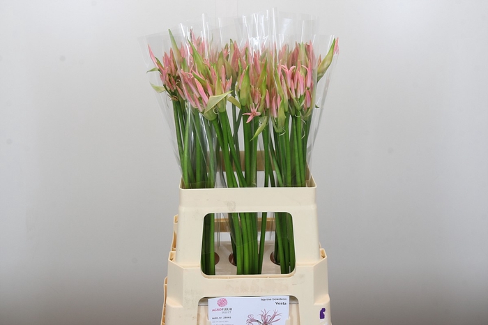 <h4>Nerine Vesta K</h4>