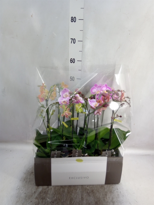 <h4>Phalaenopsis multi.   ...mix  6</h4>