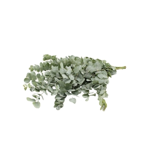 Euca Cinerea X 20