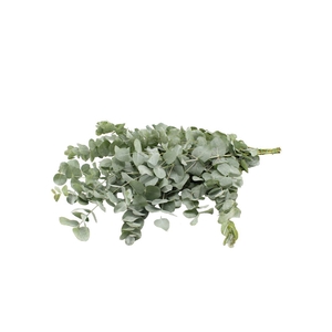 Euca Cinerea X 20