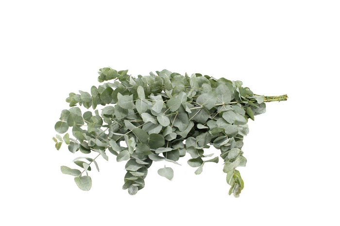 <h4>Euca Cinerea X 20</h4>