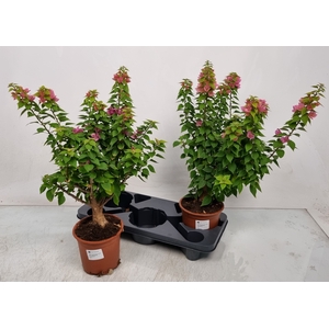 BOUGAINV OV