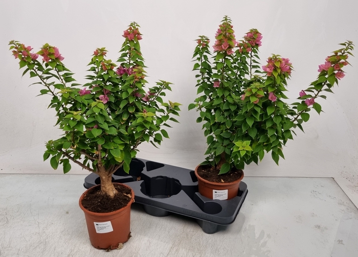 <h4>BOUGAINV OV</h4>