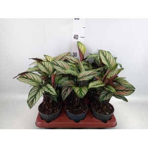 Calathea majestica 'Whitestar'