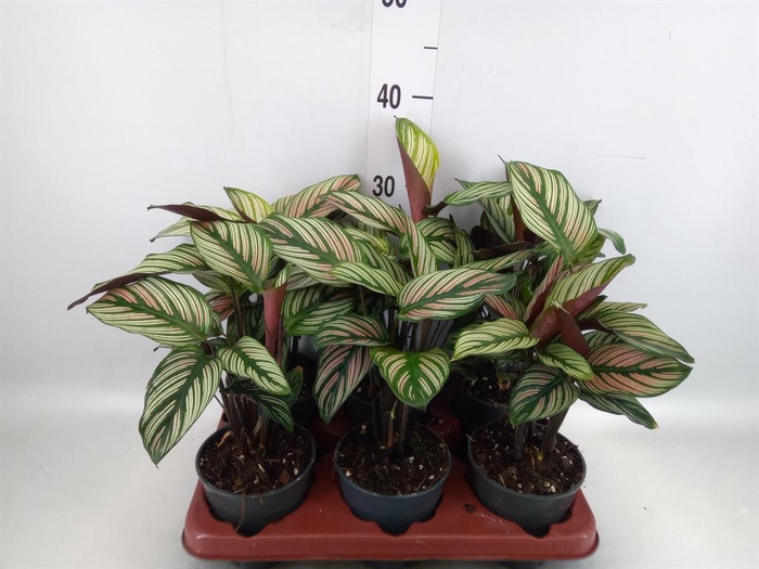 <h4>Calathea majestica 'Whitestar'</h4>