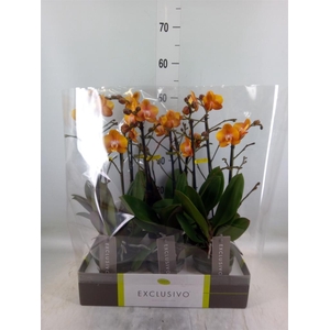 Phalaenopsis multi. 'Ant Las Vegas'