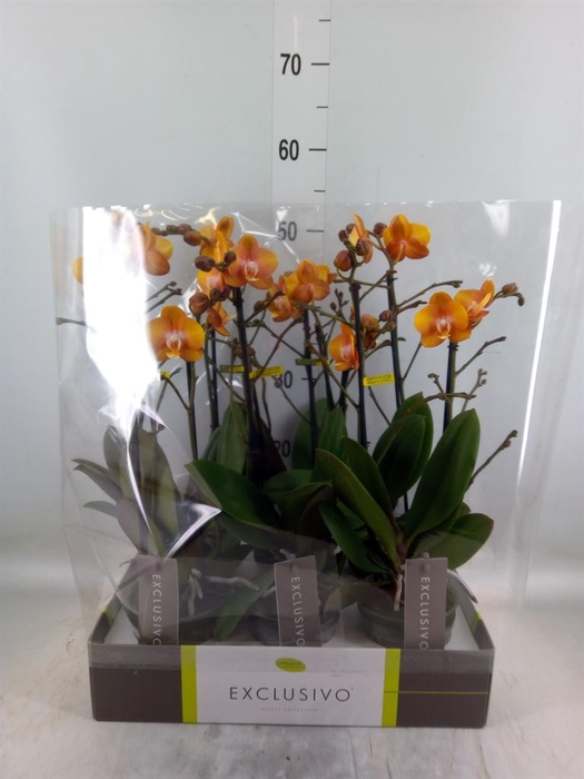 <h4>Phalaenopsis multi. 'Ant Las Vegas'</h4>