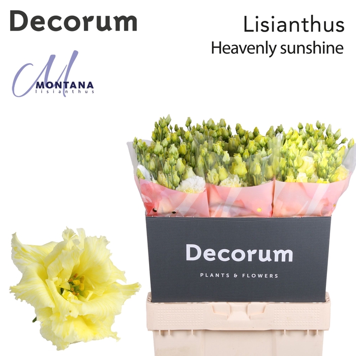 <h4>Lisianthus Alissa Heavenly Sunshine</h4>