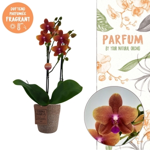 Parfum | Bolgheri 2 spike | Terima Kasih