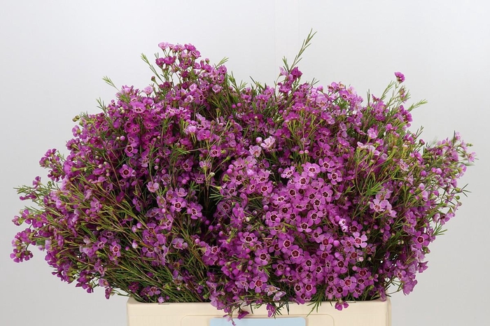 <h4>Chamelaucium Niek's Pride</h4>