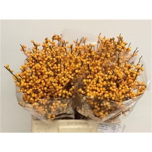Ilex Ve Gold Verboom