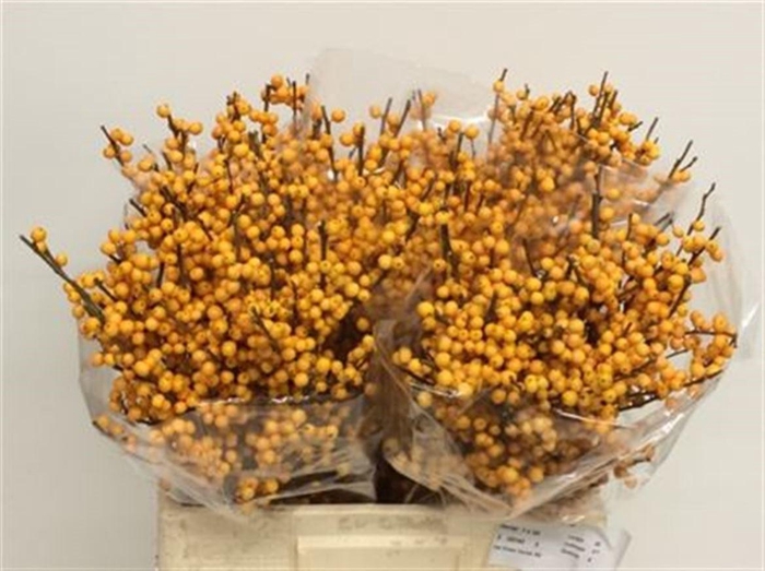<h4>Ilex Ve Gold Verboom</h4>